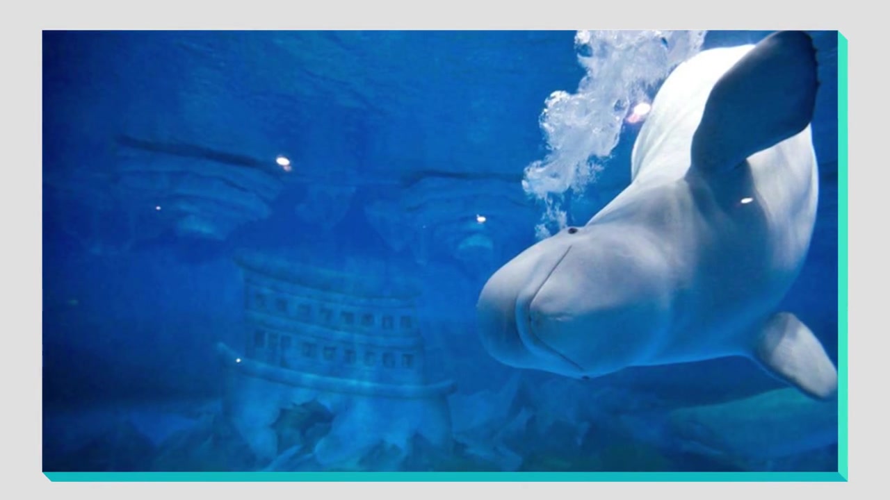 Deco Aquarium Life Dukungan Sistem (Decofacc) untuk Dalian Sun Asia Ocean Park