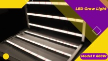 COB LED STRIP LIGHT SUPPLIER - WINFLY 8MM 3000K IP20 MANUFACTURER HIGH QUALITY BRIGHTNESS