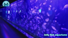 Professional jelly fish aquariums manufacturers